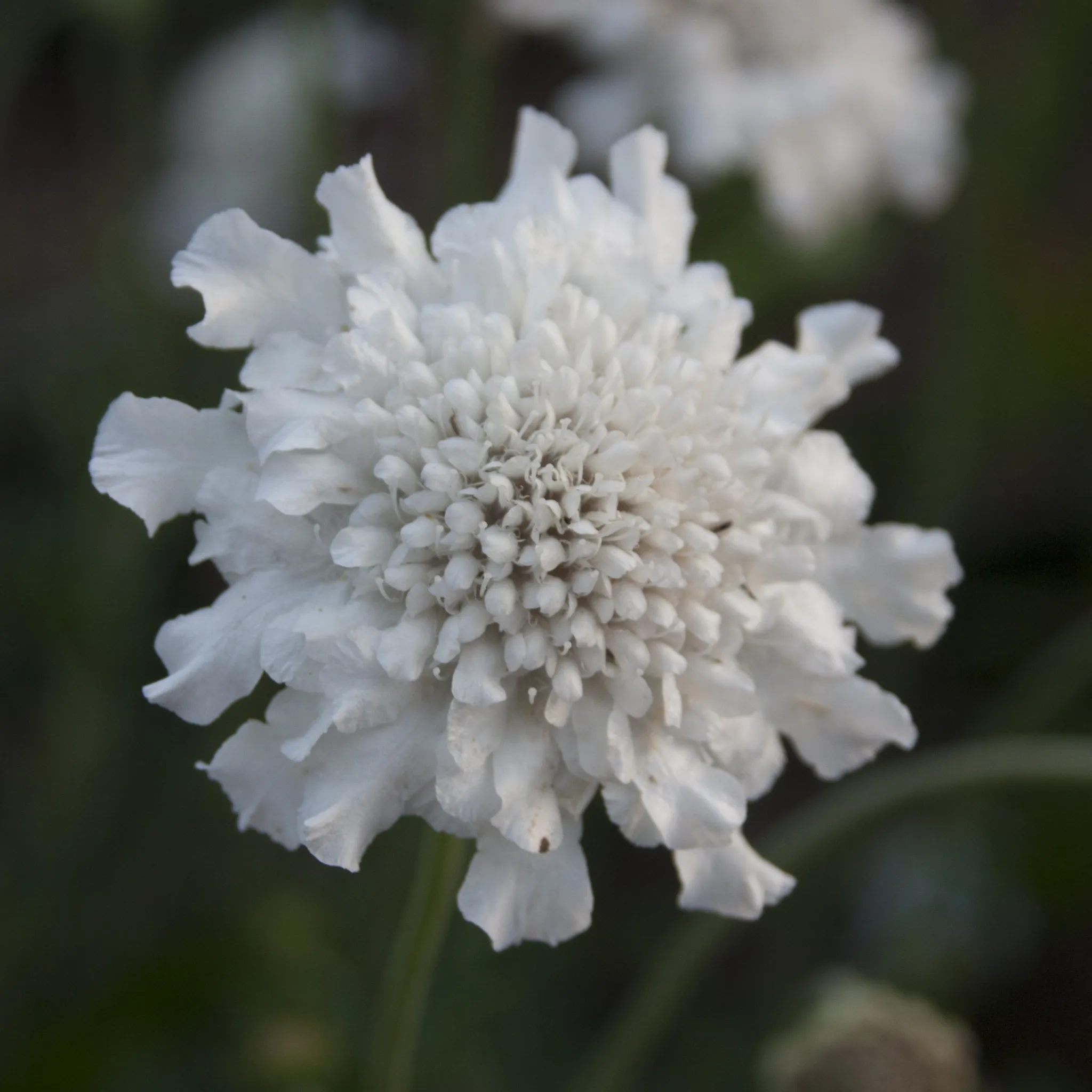 Scabiosa 'Flutter Pure White' 2L