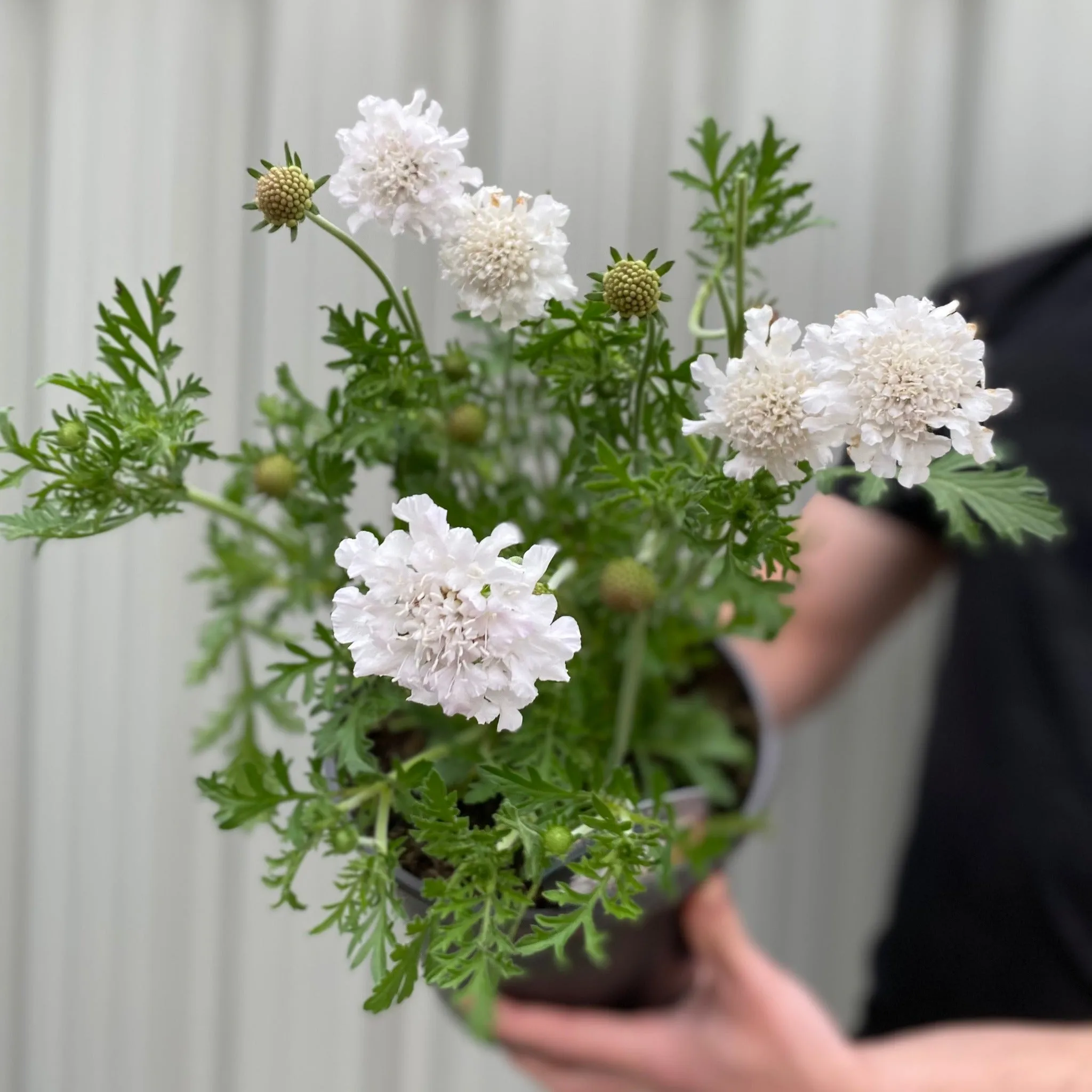 Scabiosa 'Flutter Pure White' 2L