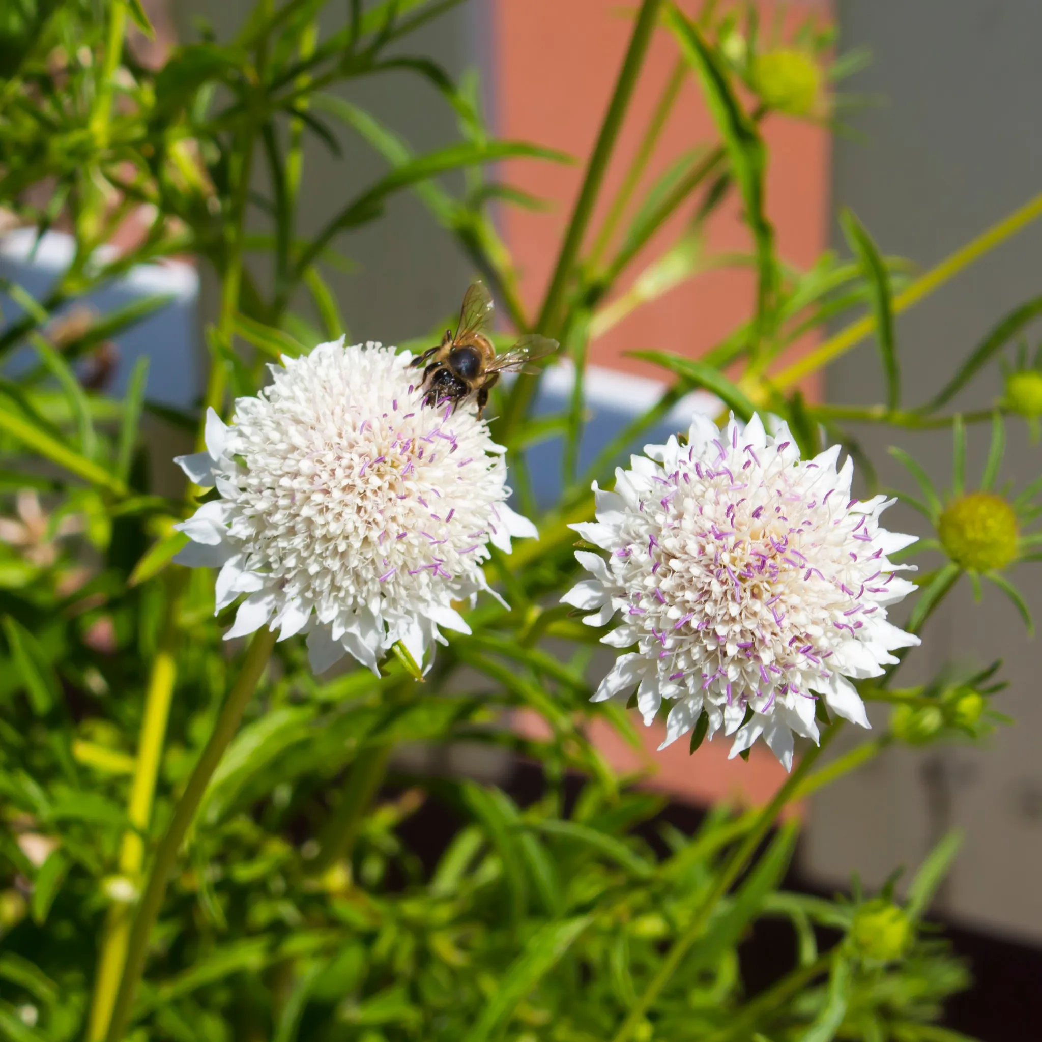 Scabiosa 'Flutter Pure White' 2L