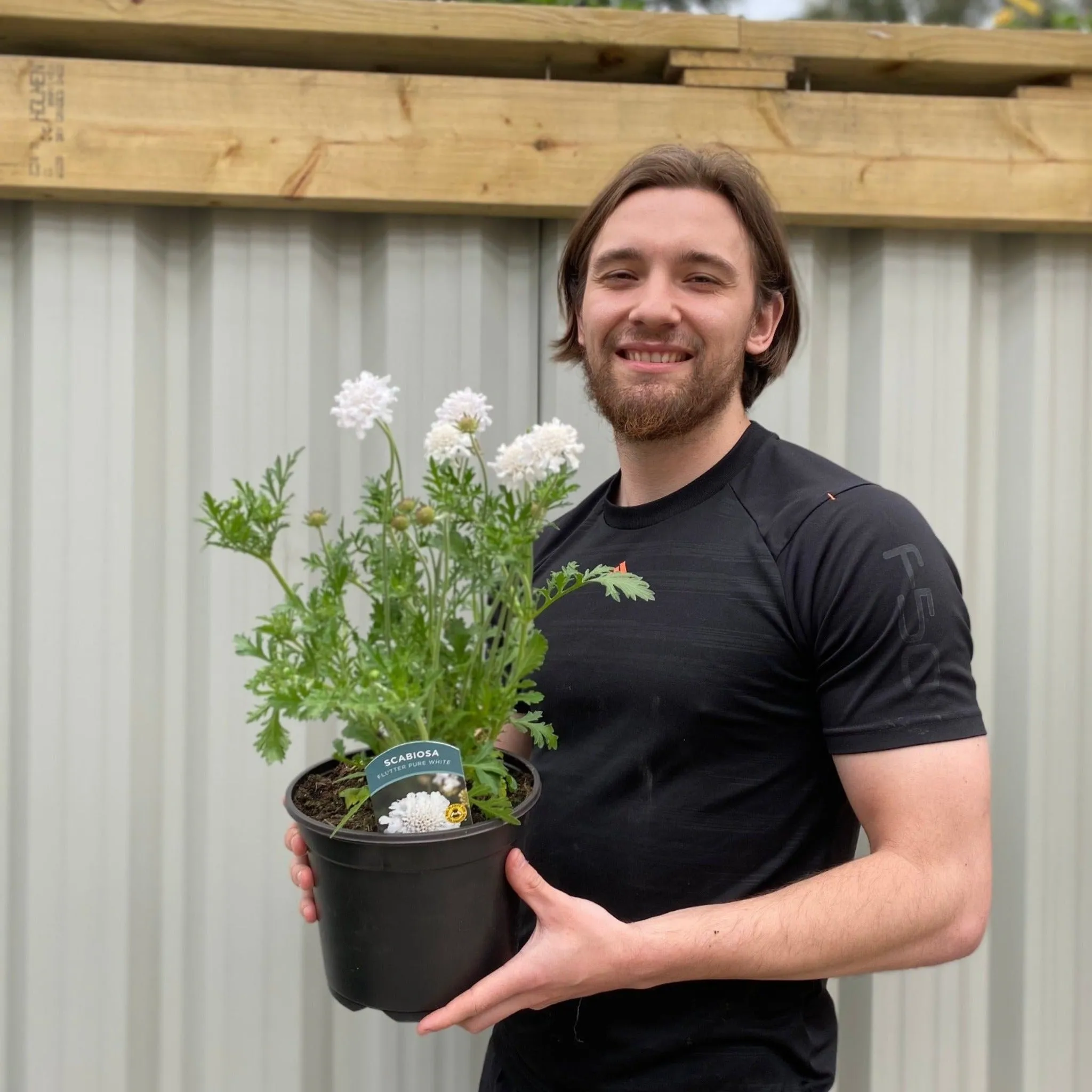 Scabiosa 'Flutter Pure White' 2L